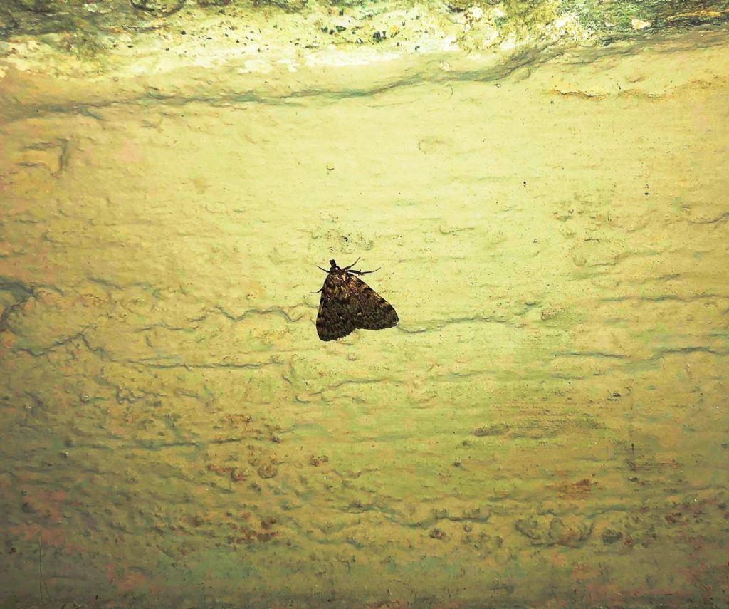 Aglossa pinguinalis (Pyralidae)