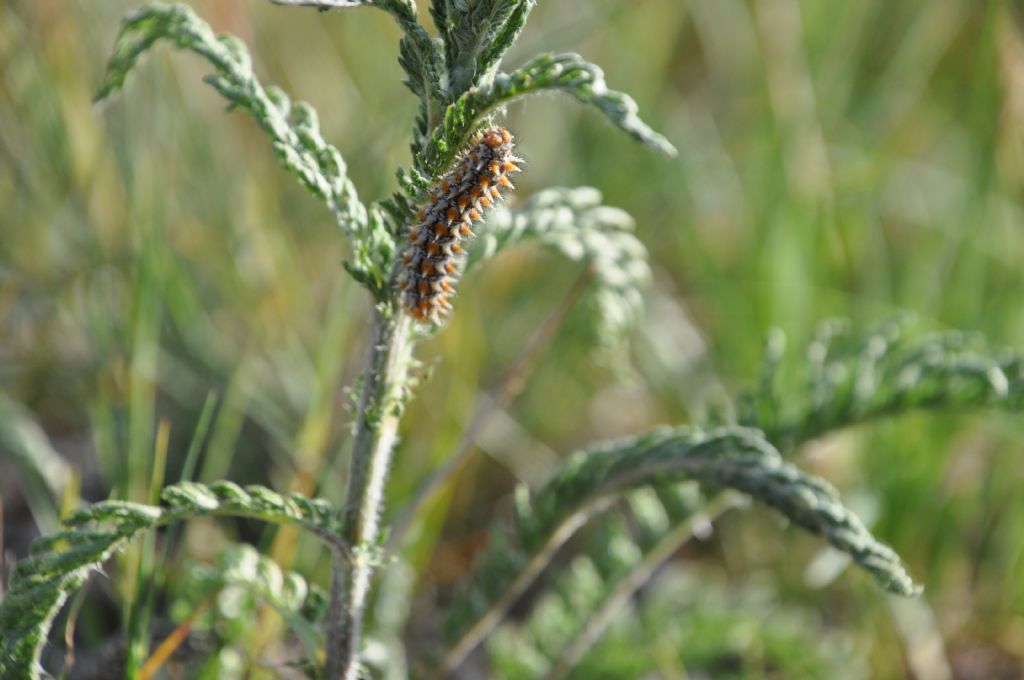 Bruco di... Melitaea didyma (Nymphalidae)