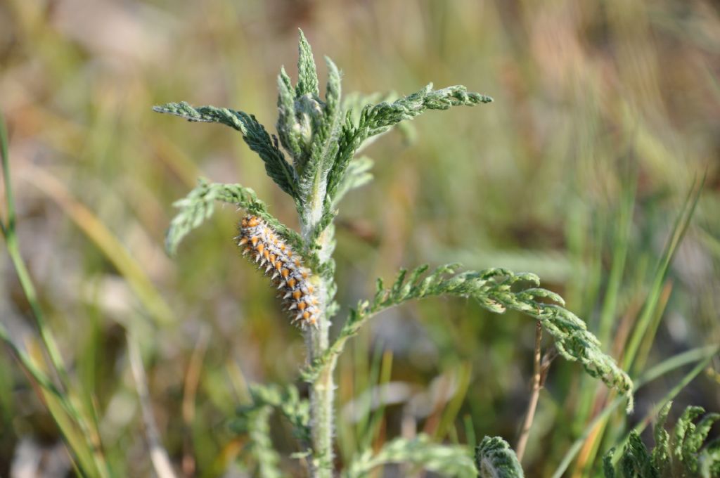 Bruco di... Melitaea didyma (Nymphalidae)