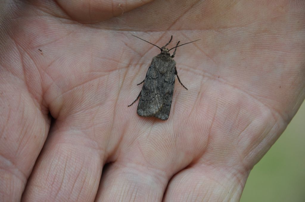 Noctuidae: Agrotis cinerea, femmina