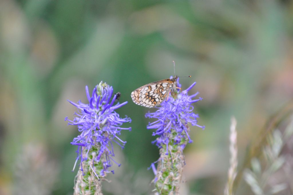 Melitaea celadussa  (Nymphalidae)