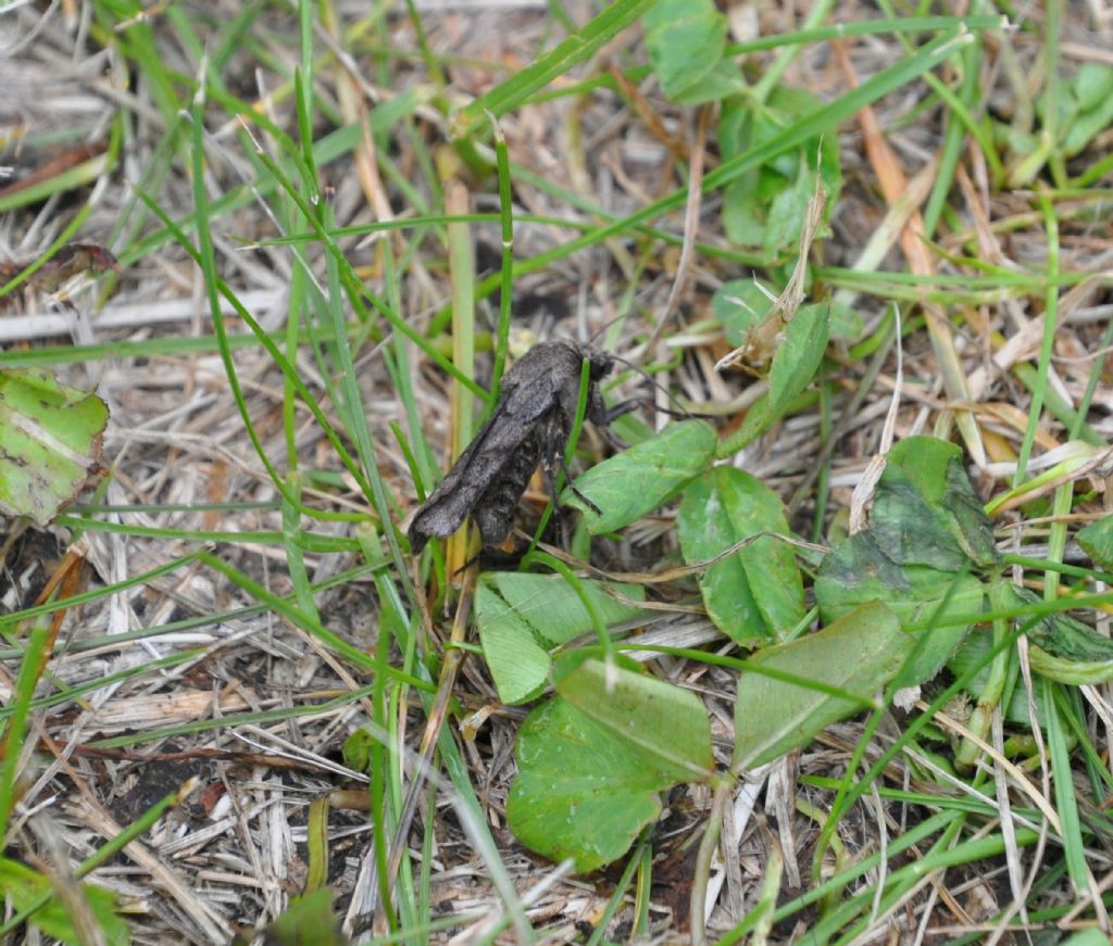 Noctuidae: Agrotis cinerea, femmina