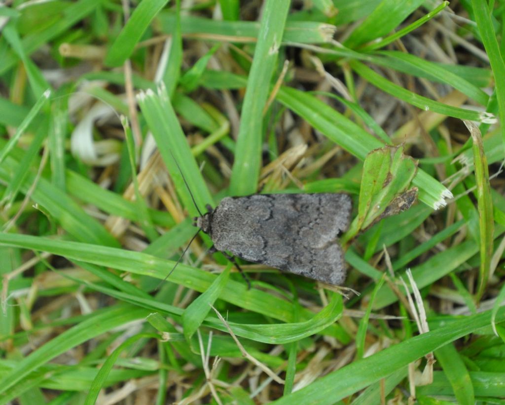 Noctuidae: Agrotis cinerea, femmina