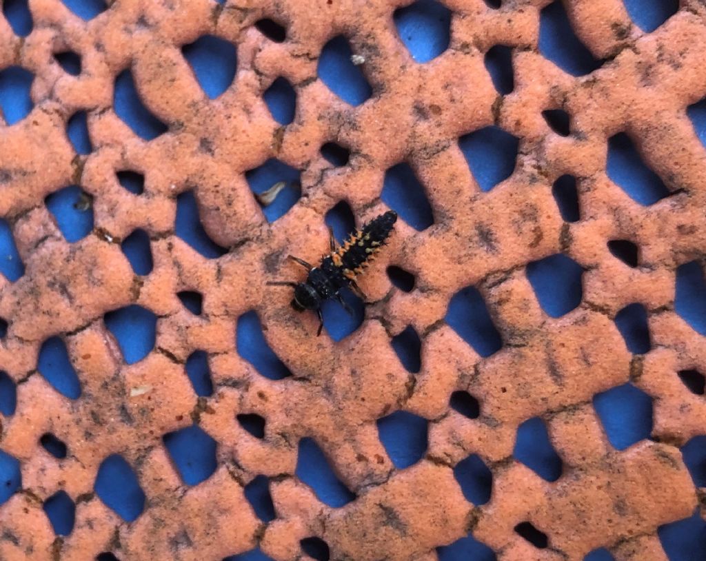 Larva di Coccinella?  S, di Harmonia cfr. axyridis