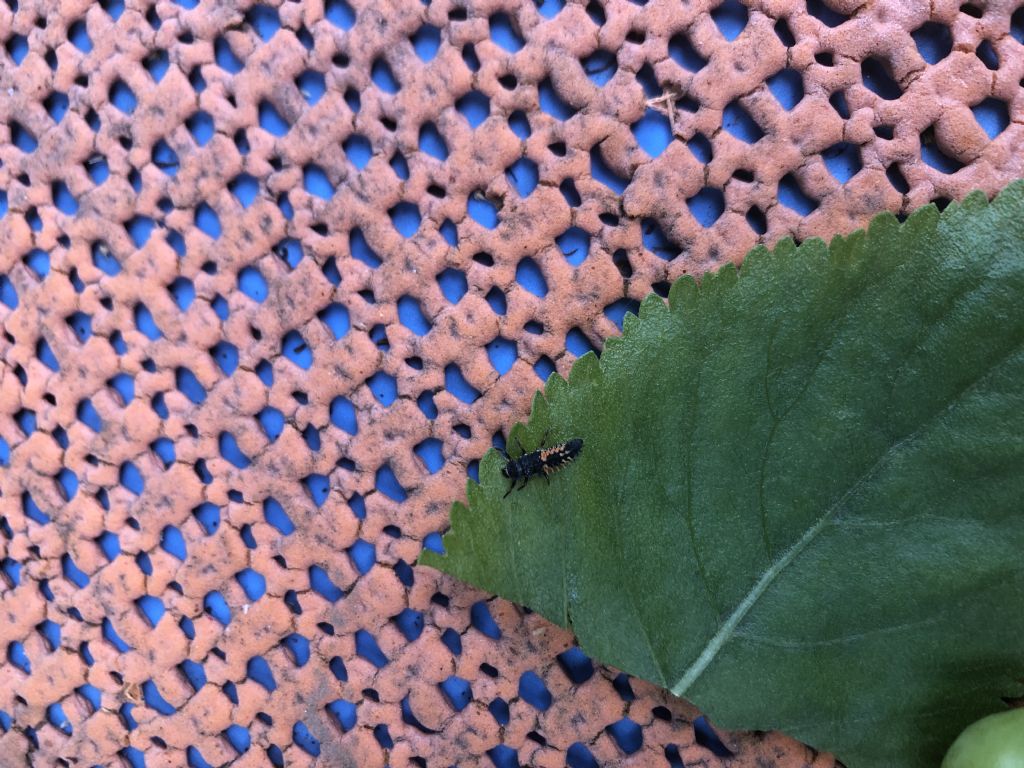 Larva di Coccinella?  S, di Harmonia cfr. axyridis