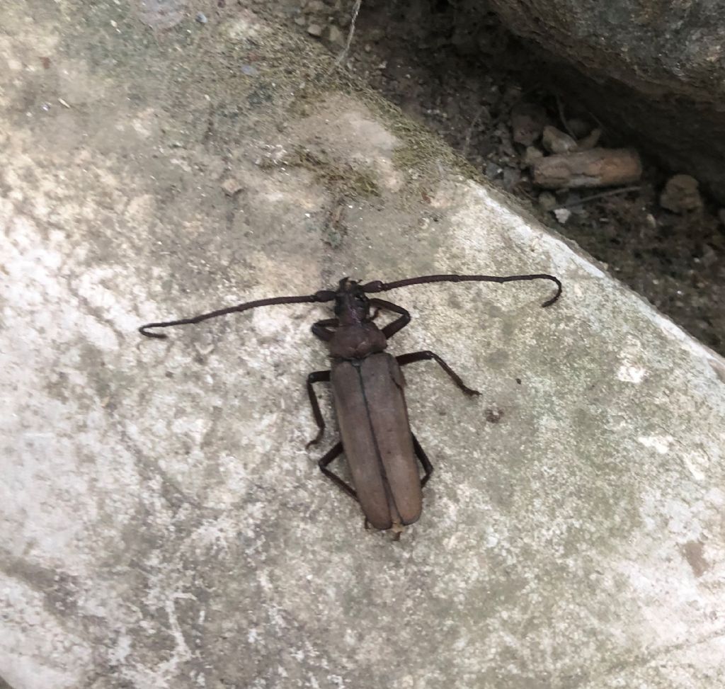 Insetto da id.: Aegosoma scabricorne (Cerambycidae)