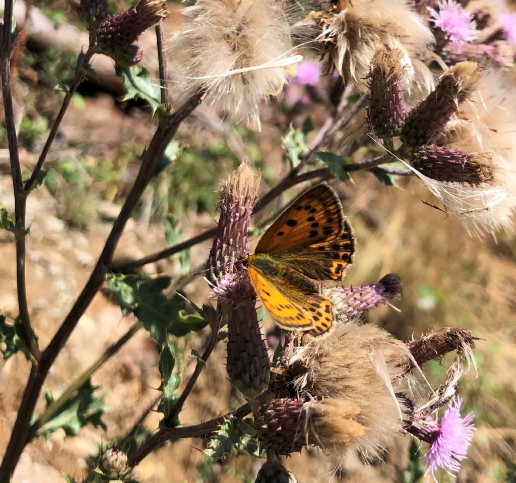 Lycaena virgaureae, femmina