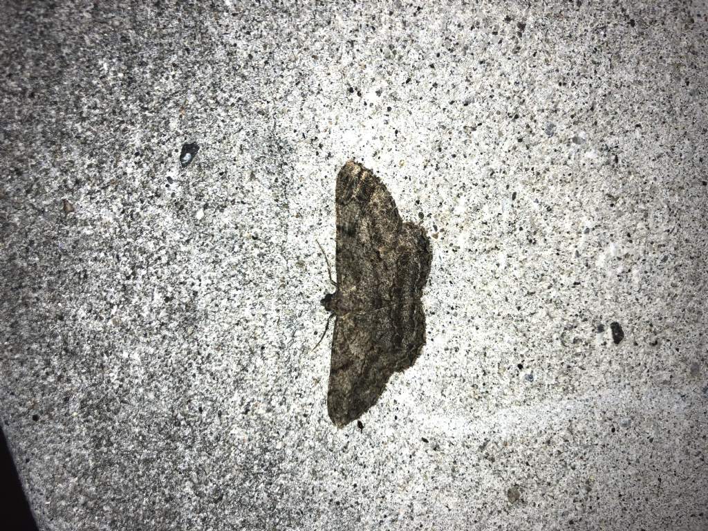 Geometridae: Peribatodes rhomboidaria ?  S