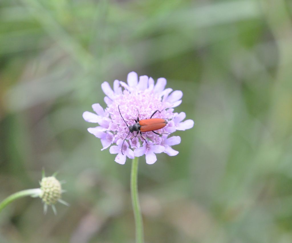 Cerambycidae: Anastrangalia sanguinolenta, femmina