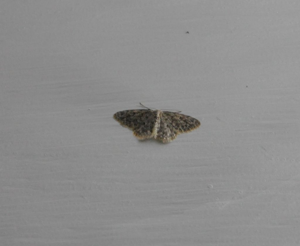 Scopula marginepunctata - Geometridae