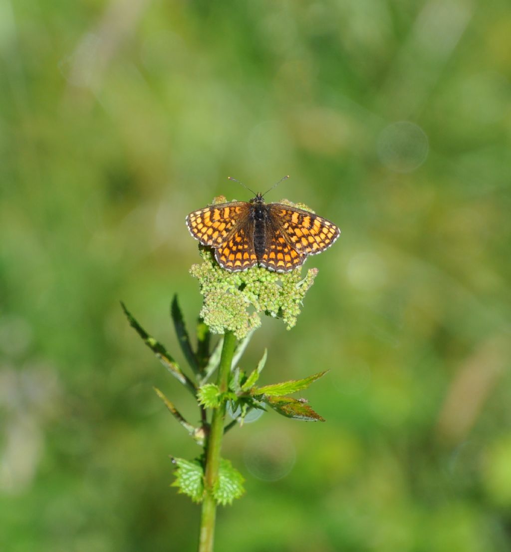 Melitaea celadussa