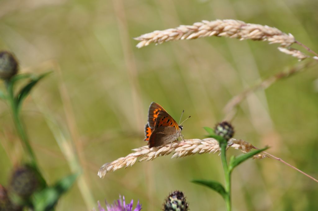 Lycaena phlaeas