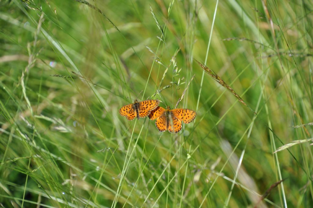 Boloria selene e Brenthis ino (Nymphalidae)