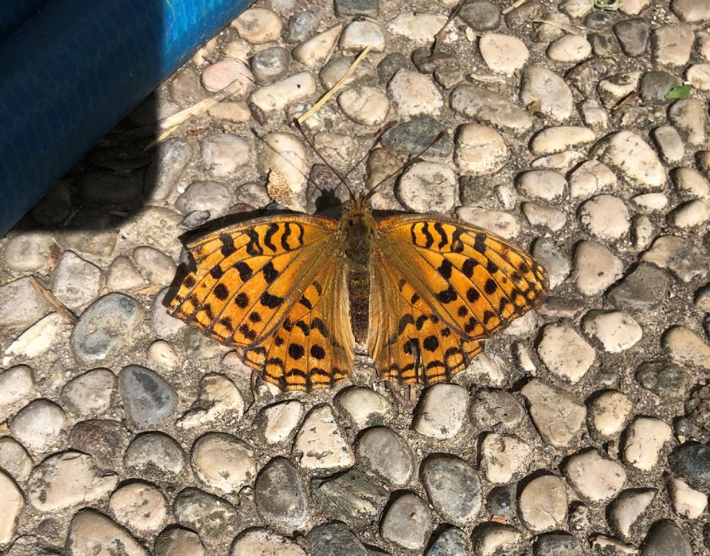 Fabriciana adippe, femmina