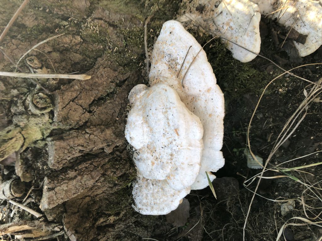 Fungo da ID