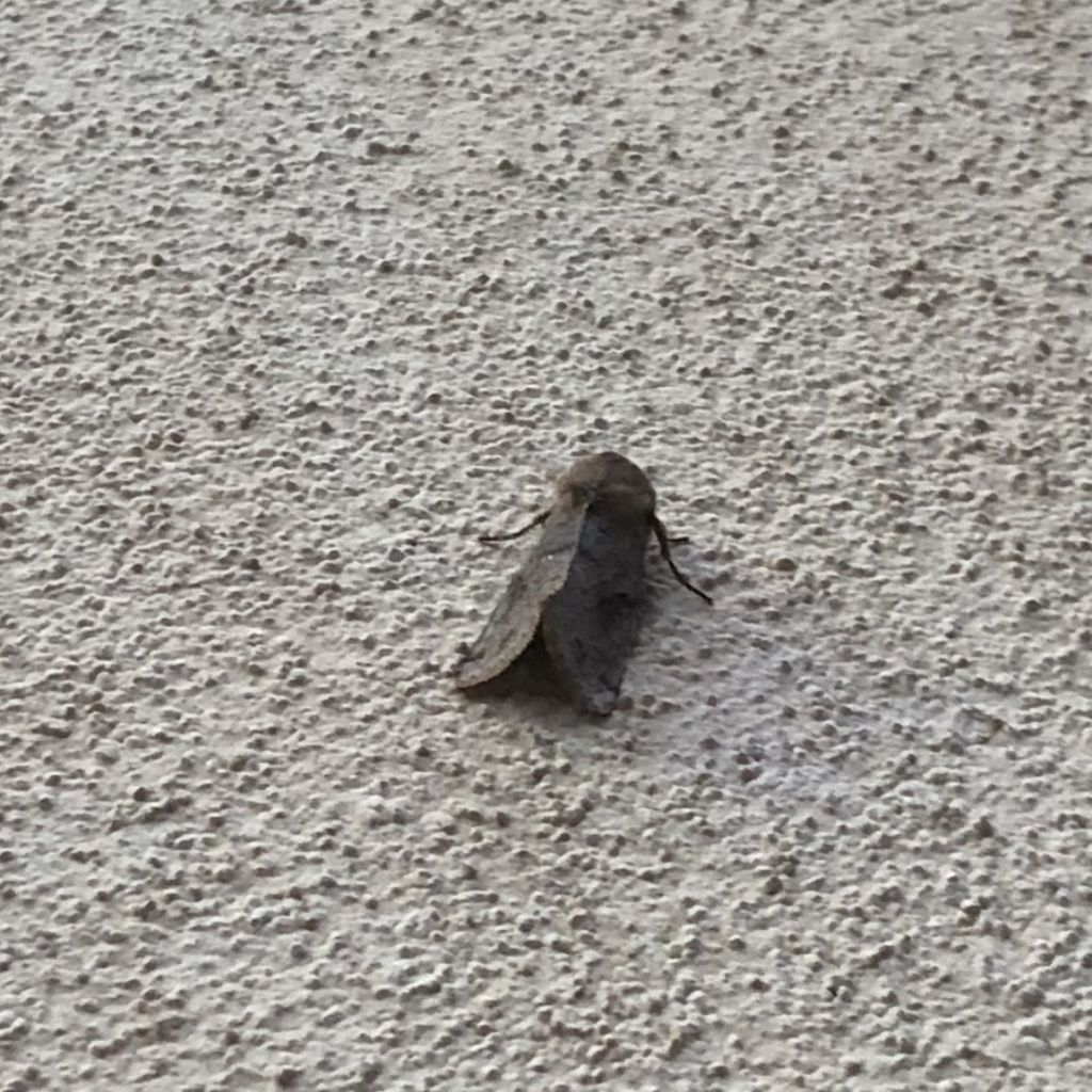 Falena da Id - Orthosia incerta