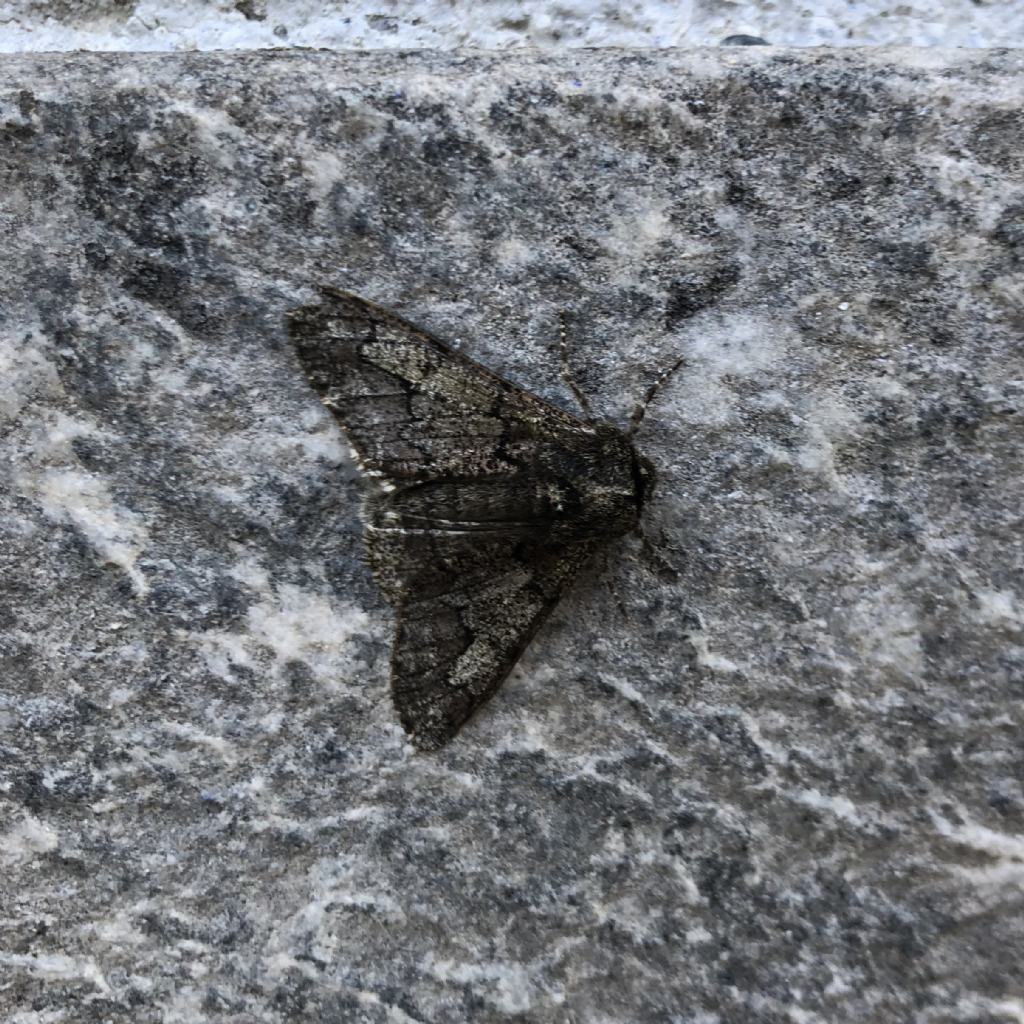Falena da Id - Biston strataria (f. melanica)