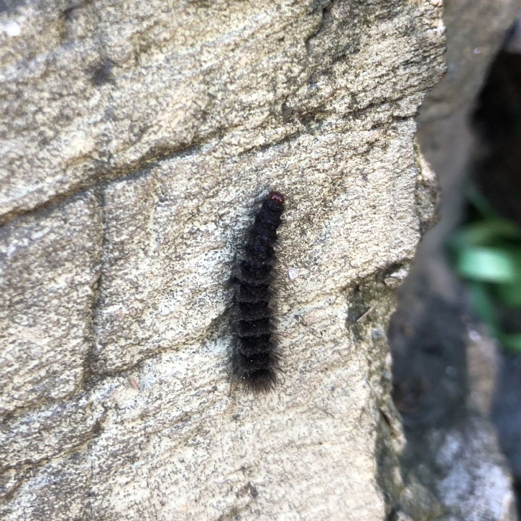 Bruco di Amata sp. - Erebidae