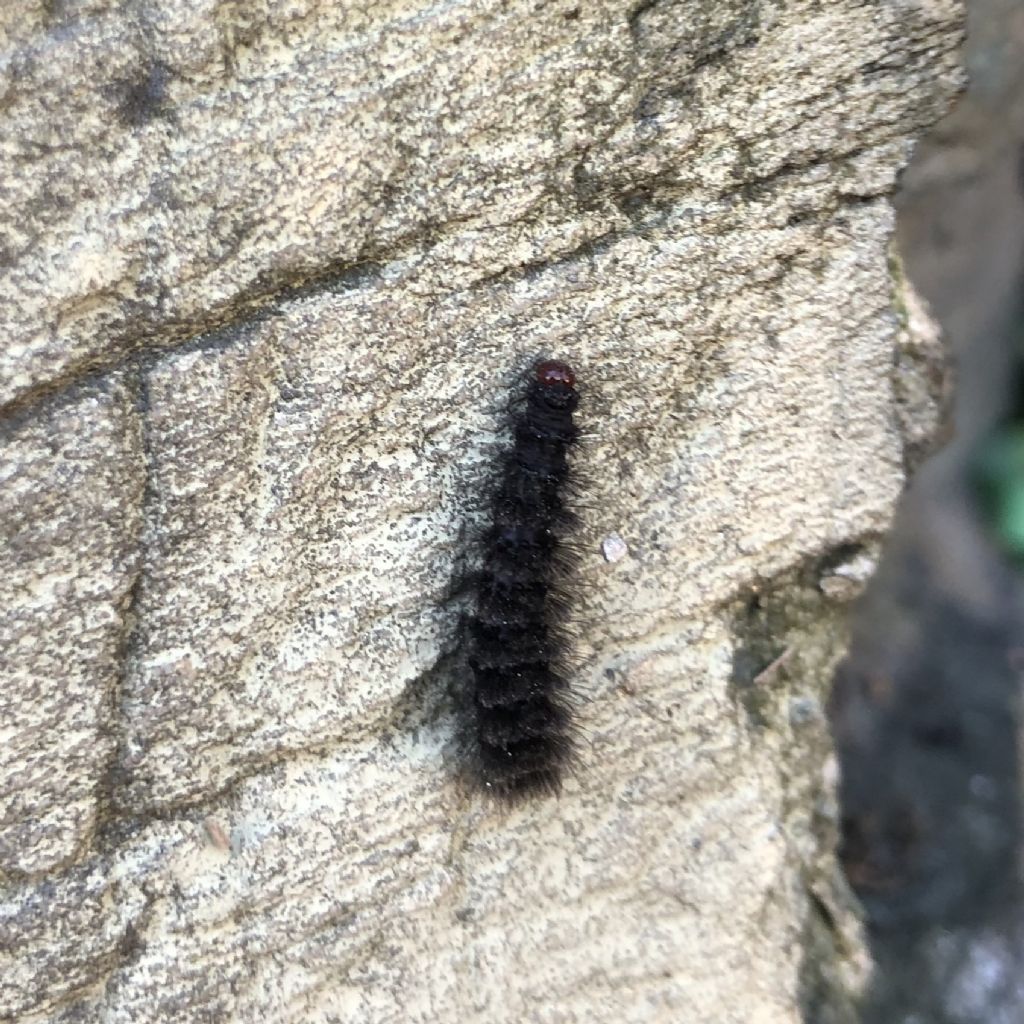 Bruco di Amata sp. - Erebidae