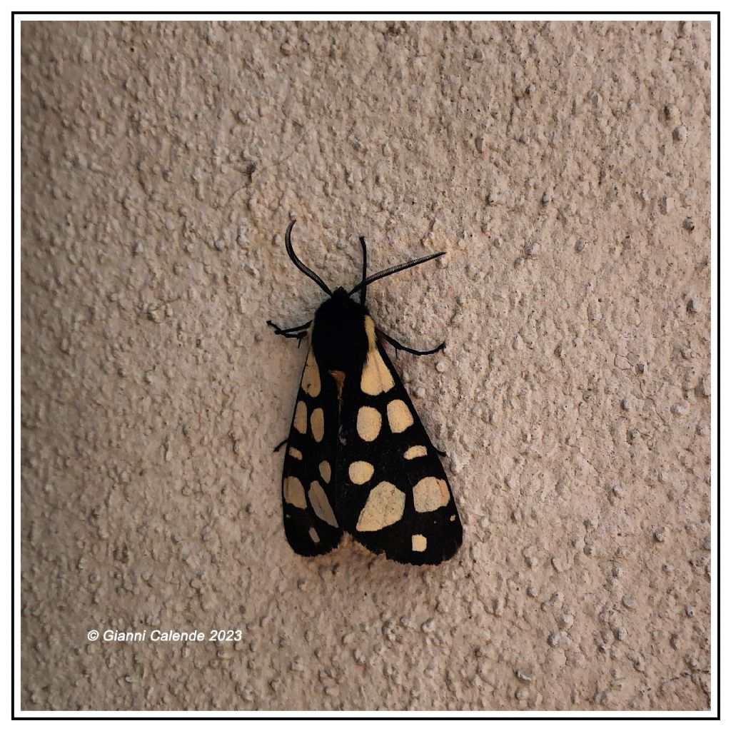 Falena da Id - Arctia villica