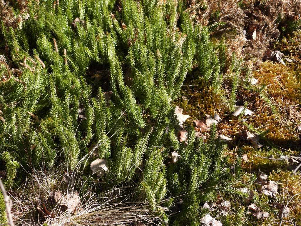 Spinulum annotinum - Lycopodiaceae