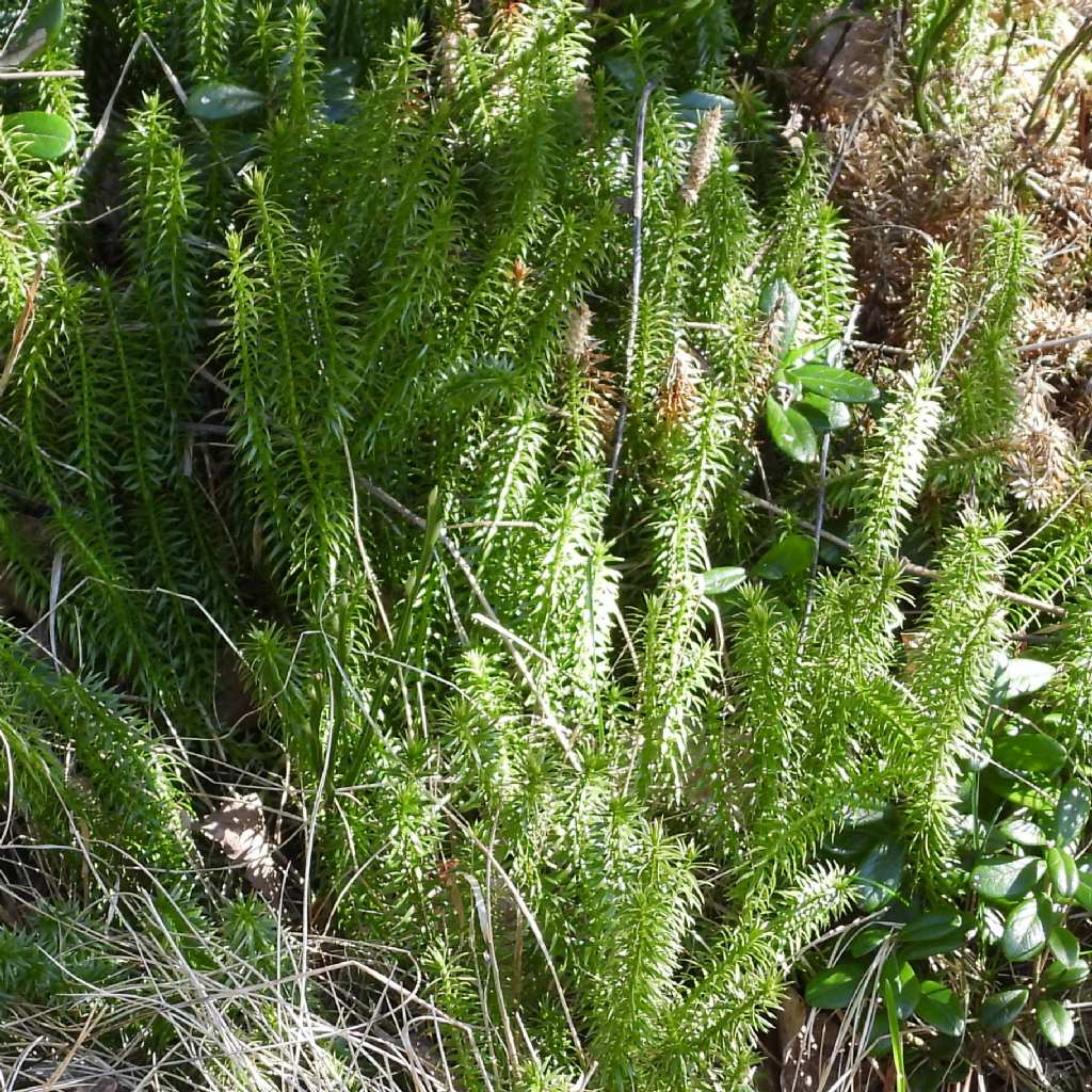 Spinulum annotinum - Lycopodiaceae