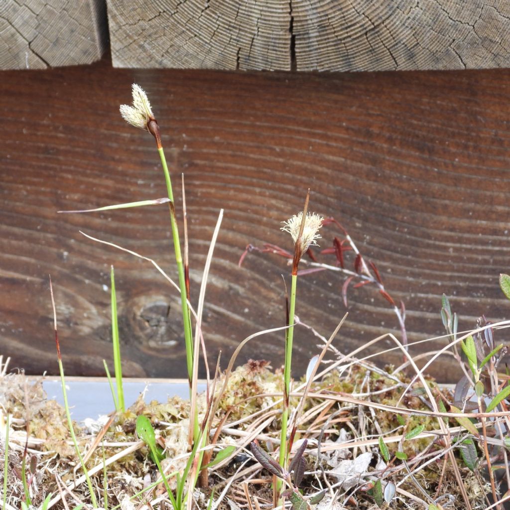 Carex da id