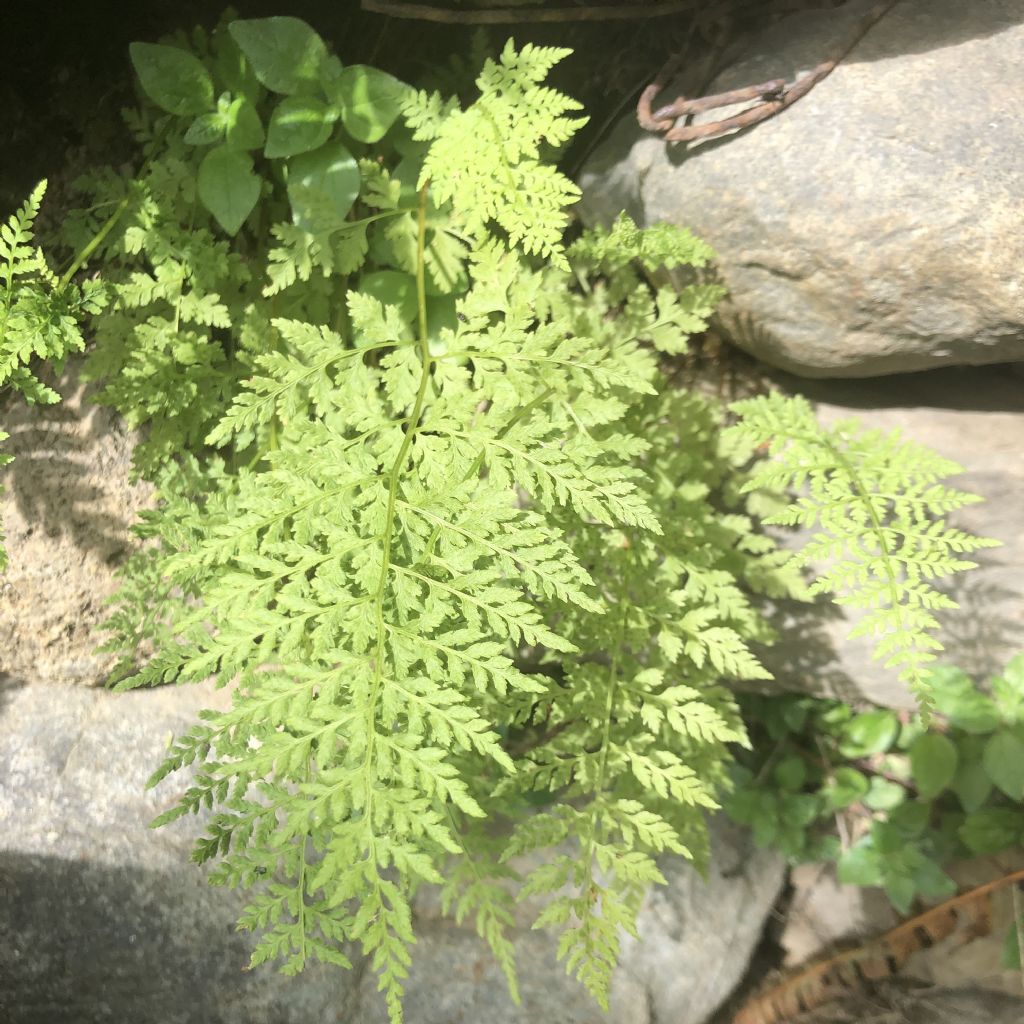 Una conferma Cystopteris fragilis?