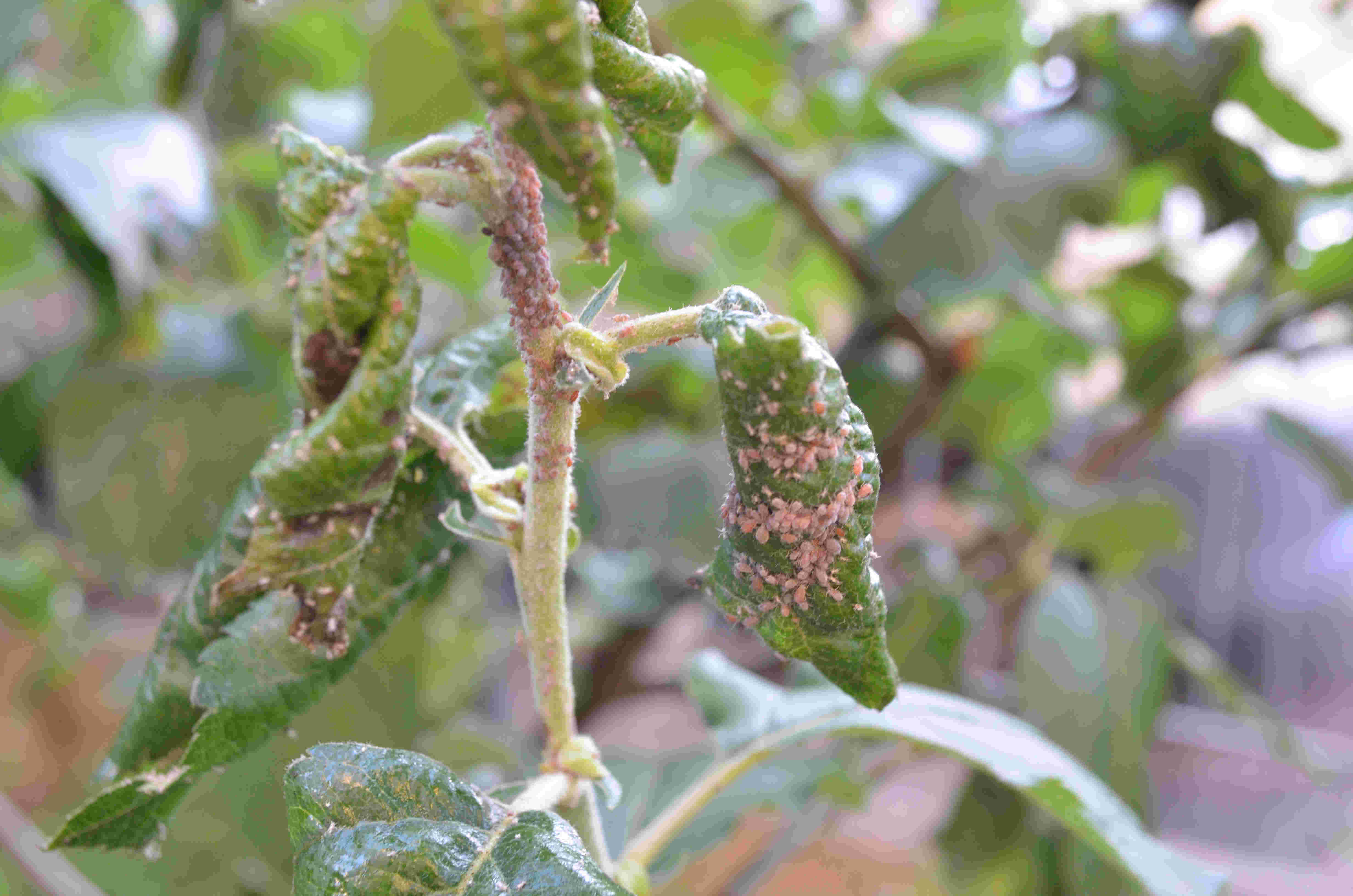 Aiuto, il mio melo ha un problema
