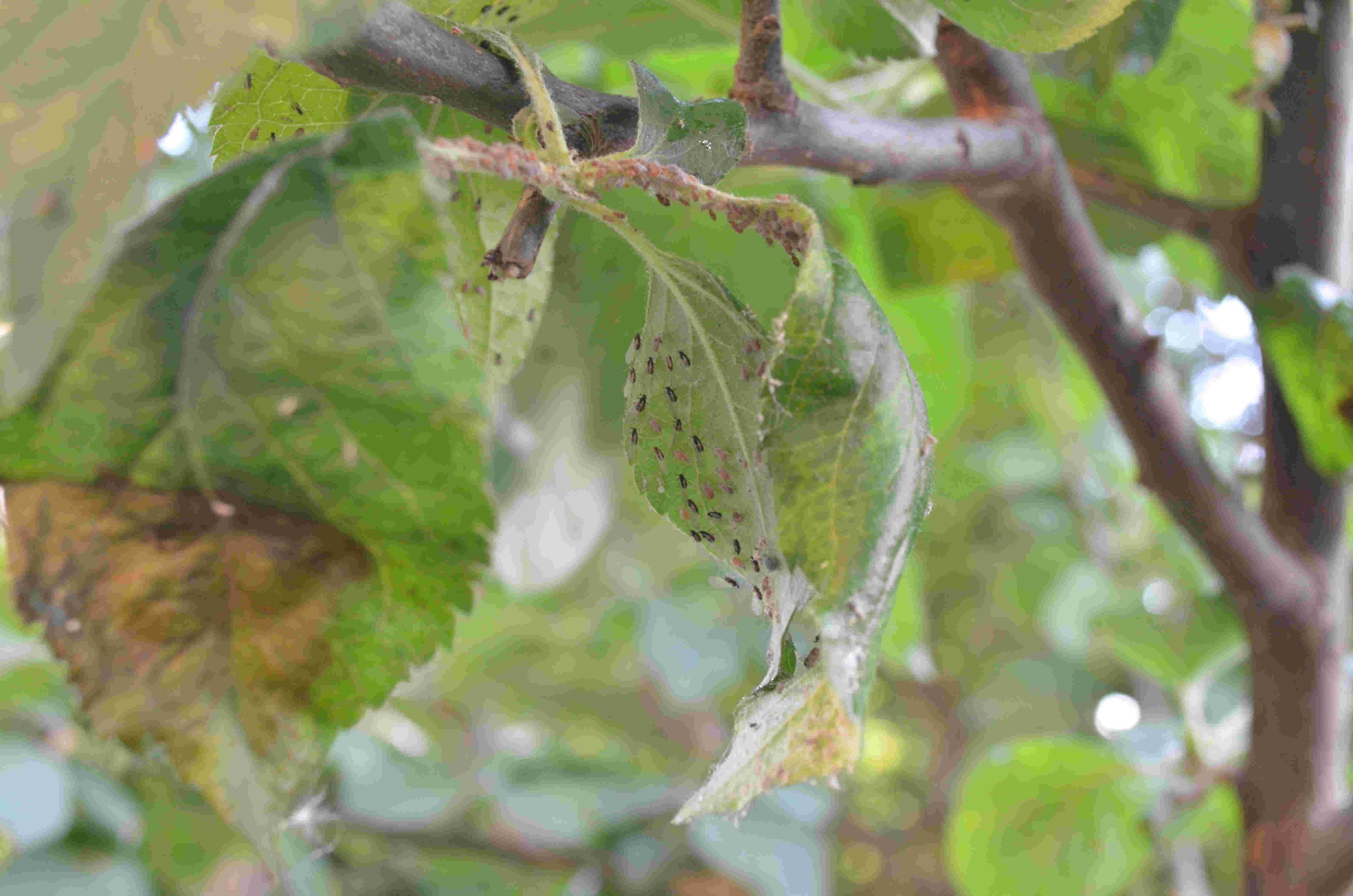 Aiuto, il mio melo ha un problema