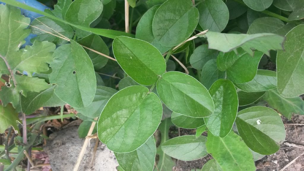 Bituminaria (Psolarea) bituminosa