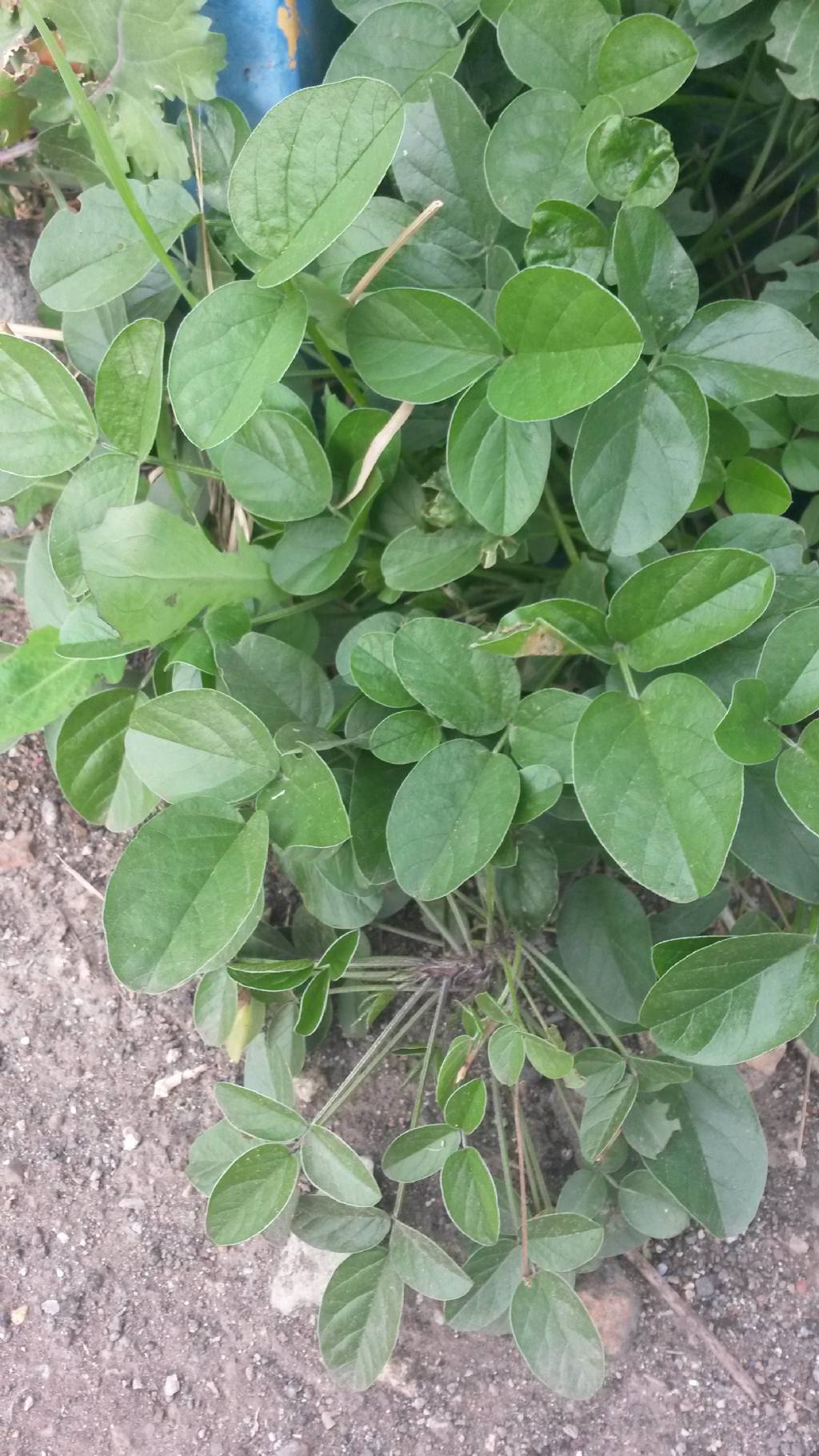 Bituminaria (Psolarea) bituminosa