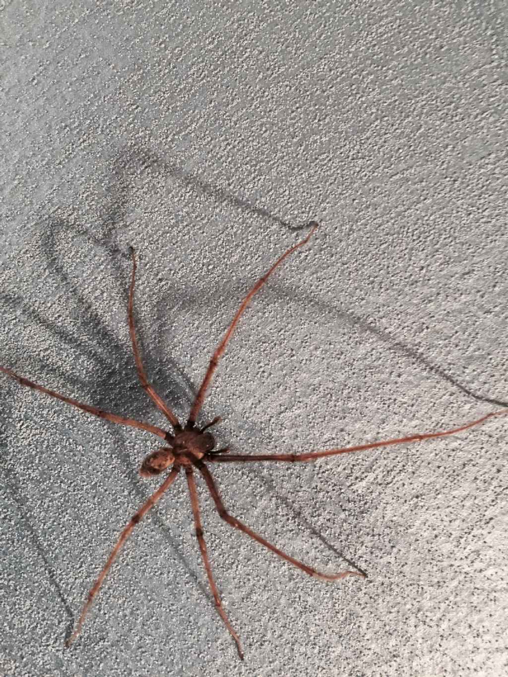 Zoropsis spinimana e Tegenaria parietina - Cumiana (TO)