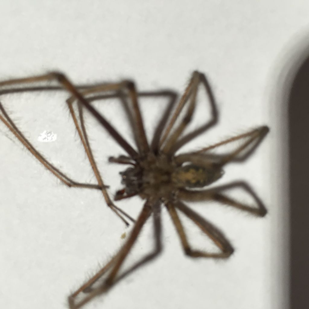 Zoropsis spinimana e Tegenaria parietina - Cumiana (TO)