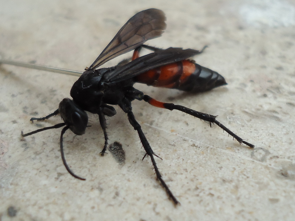 Pompilidae da identificare - Sicilia