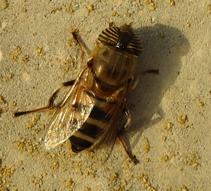 Eristalinus taeniops ?