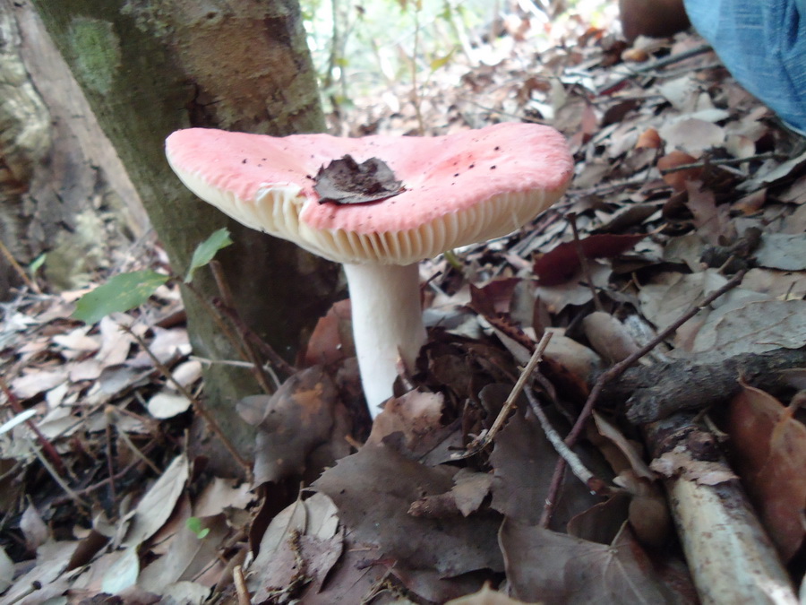 Funghi da determinare - Sicilia