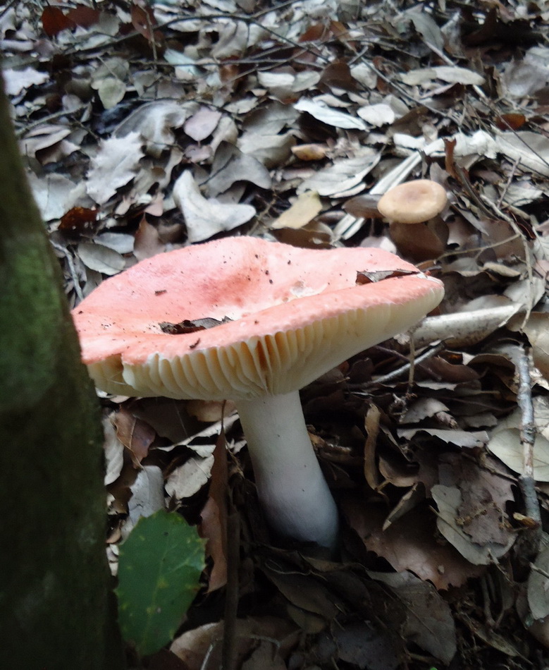 Funghi da determinare - Sicilia