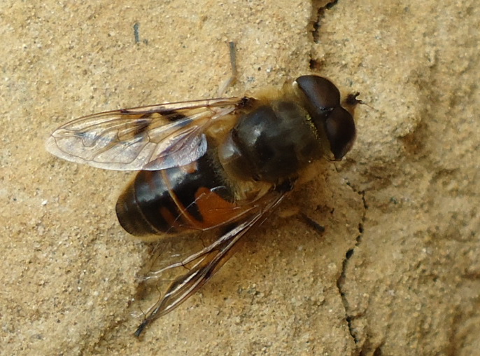 Syrphidae? da identificare