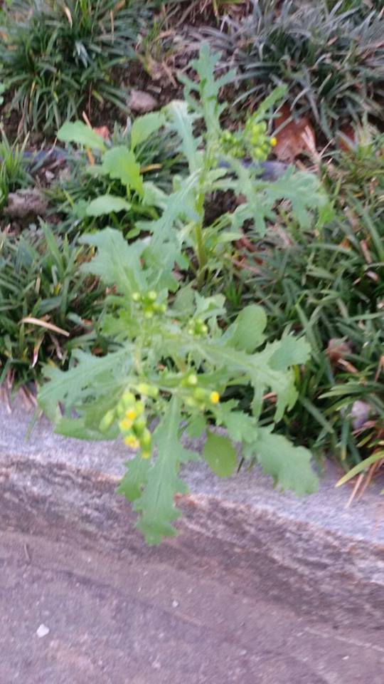 Senecio vulgaris