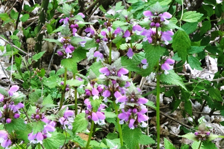 Lamium maculatum