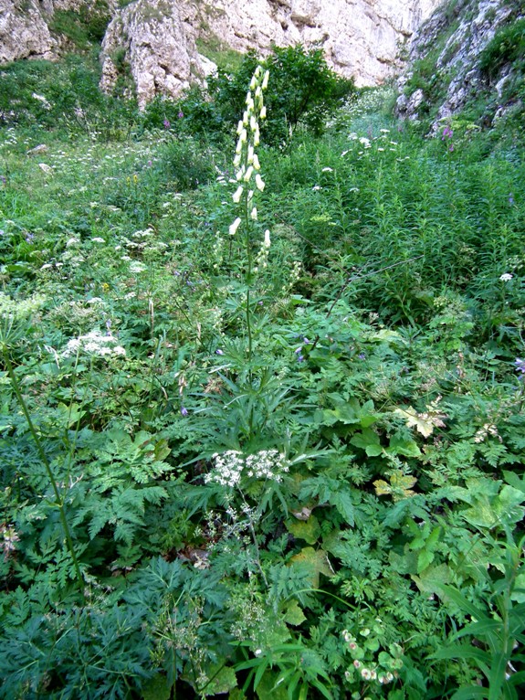 Aconitum lycoctonum / Aconito strozzalupo