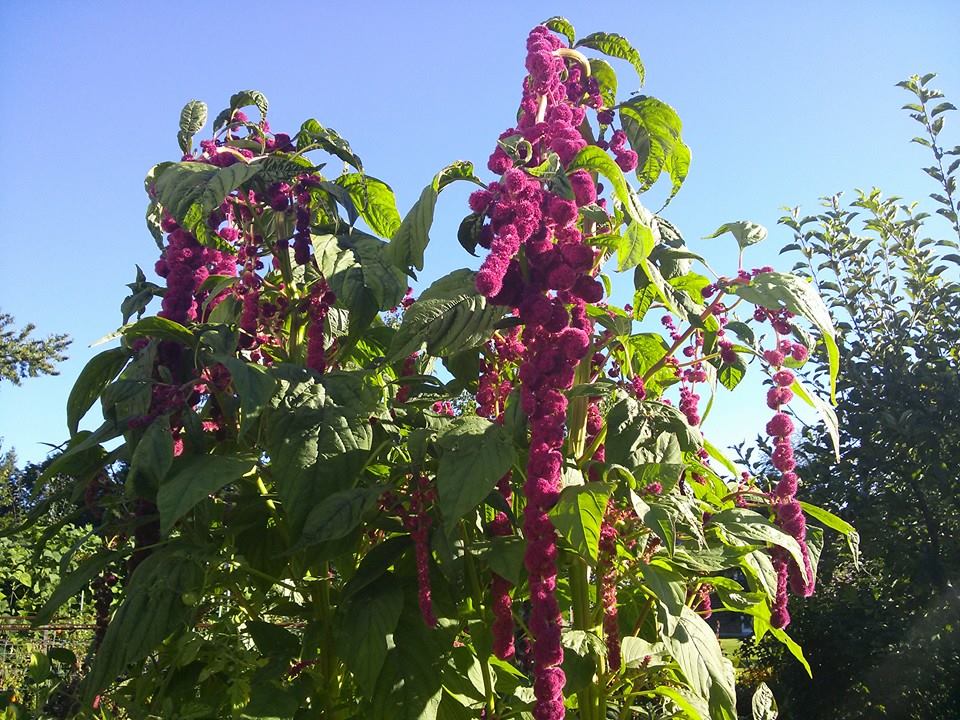 Amaranthus caudatus / Amaranto coda rossa