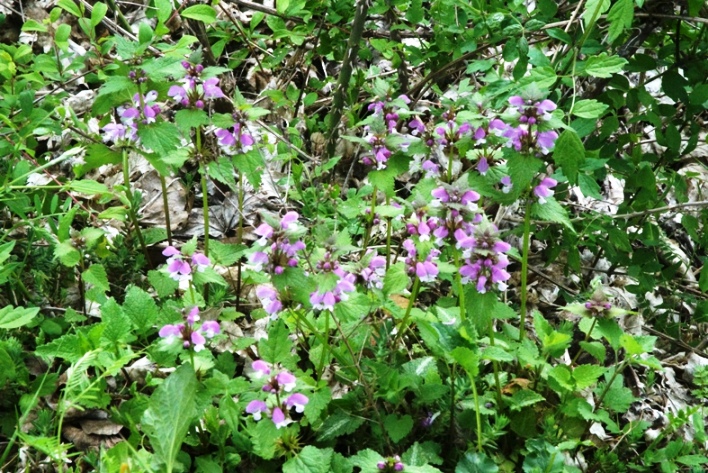Lamium maculatum