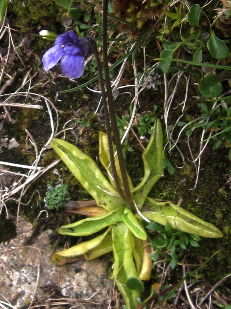 Pinguicula fiorii?