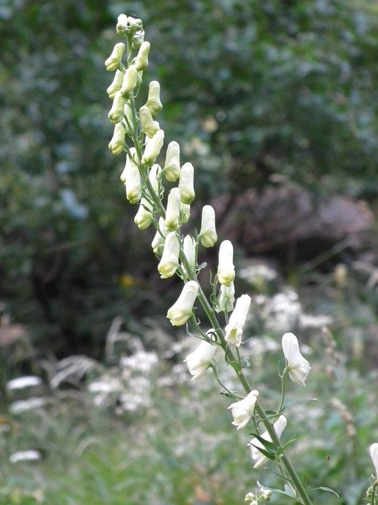 Aconitum lycoctonum / Aconito strozzalupo