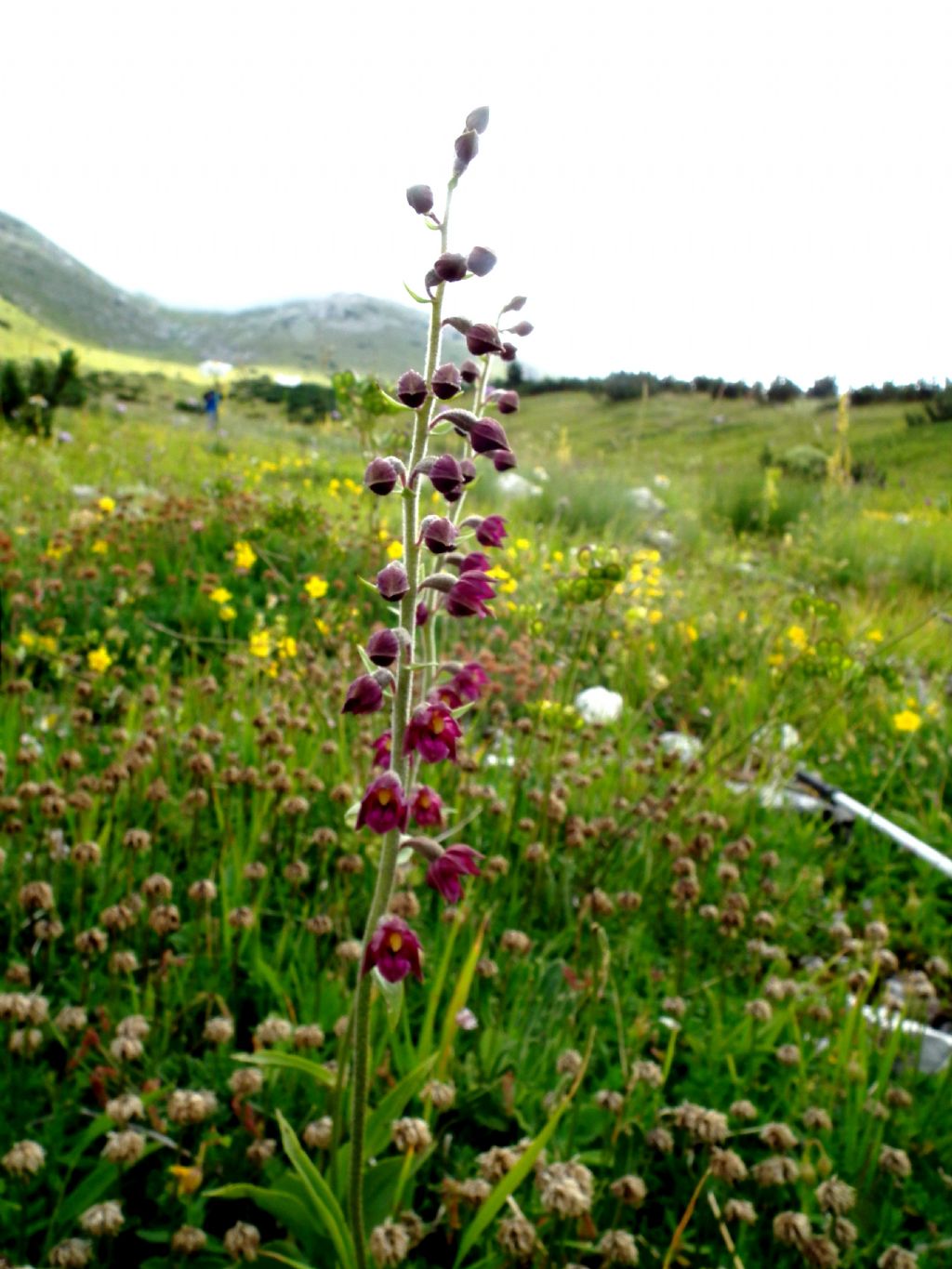 Epipactis atrorubens