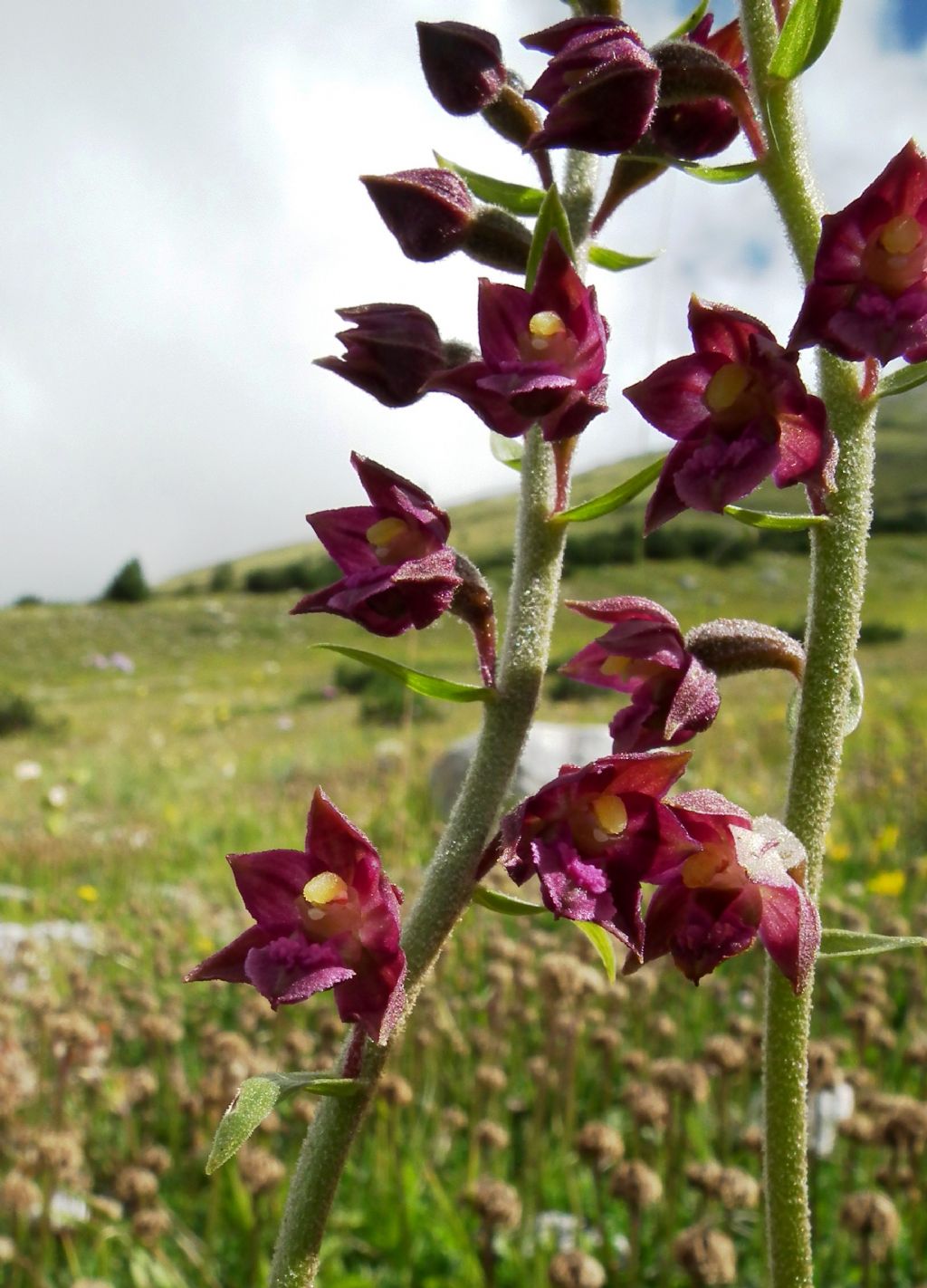 Epipactis atrorubens