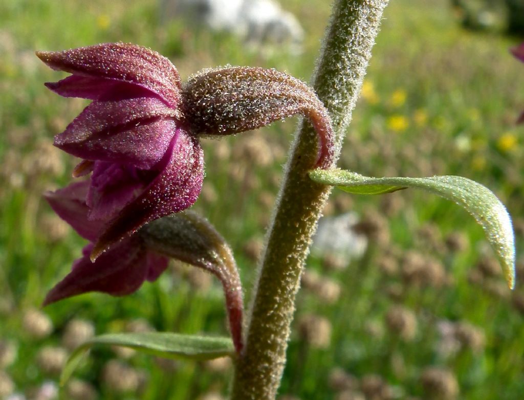 Epipactis atrorubens