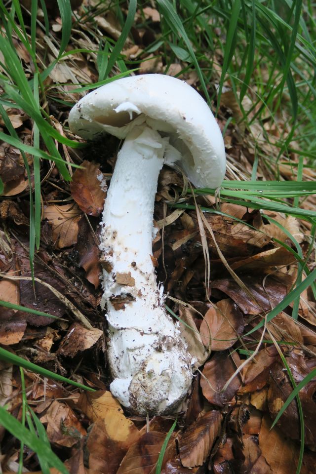 Riconoscimento di Amanita bianca
